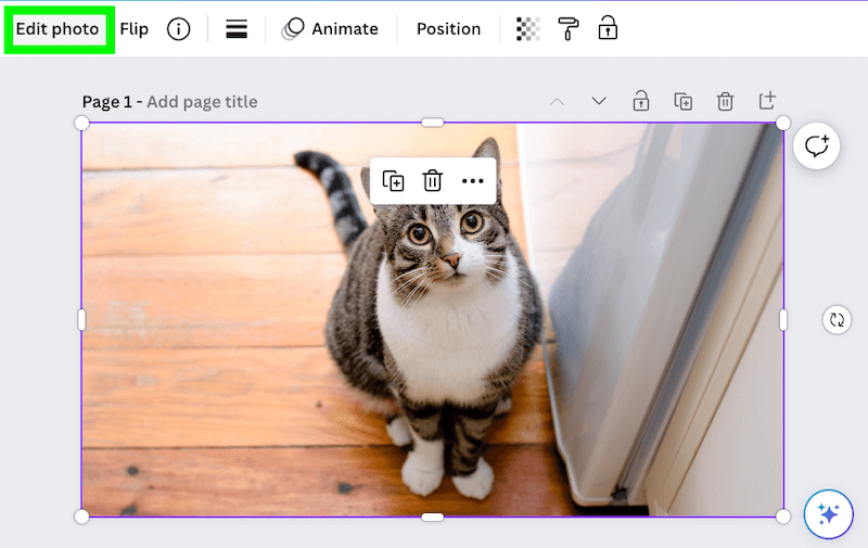 edit image button above cute cat next to fridge photo in canva