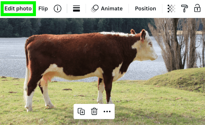 edit image button above cow image in canva