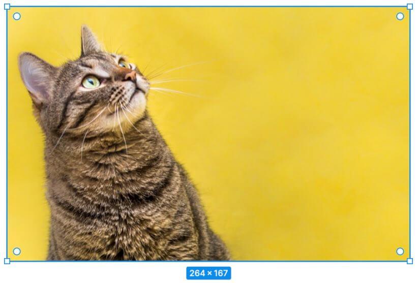 select cat image in figma