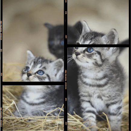 one photo split into multiple frames in canva – how to use frames on canva